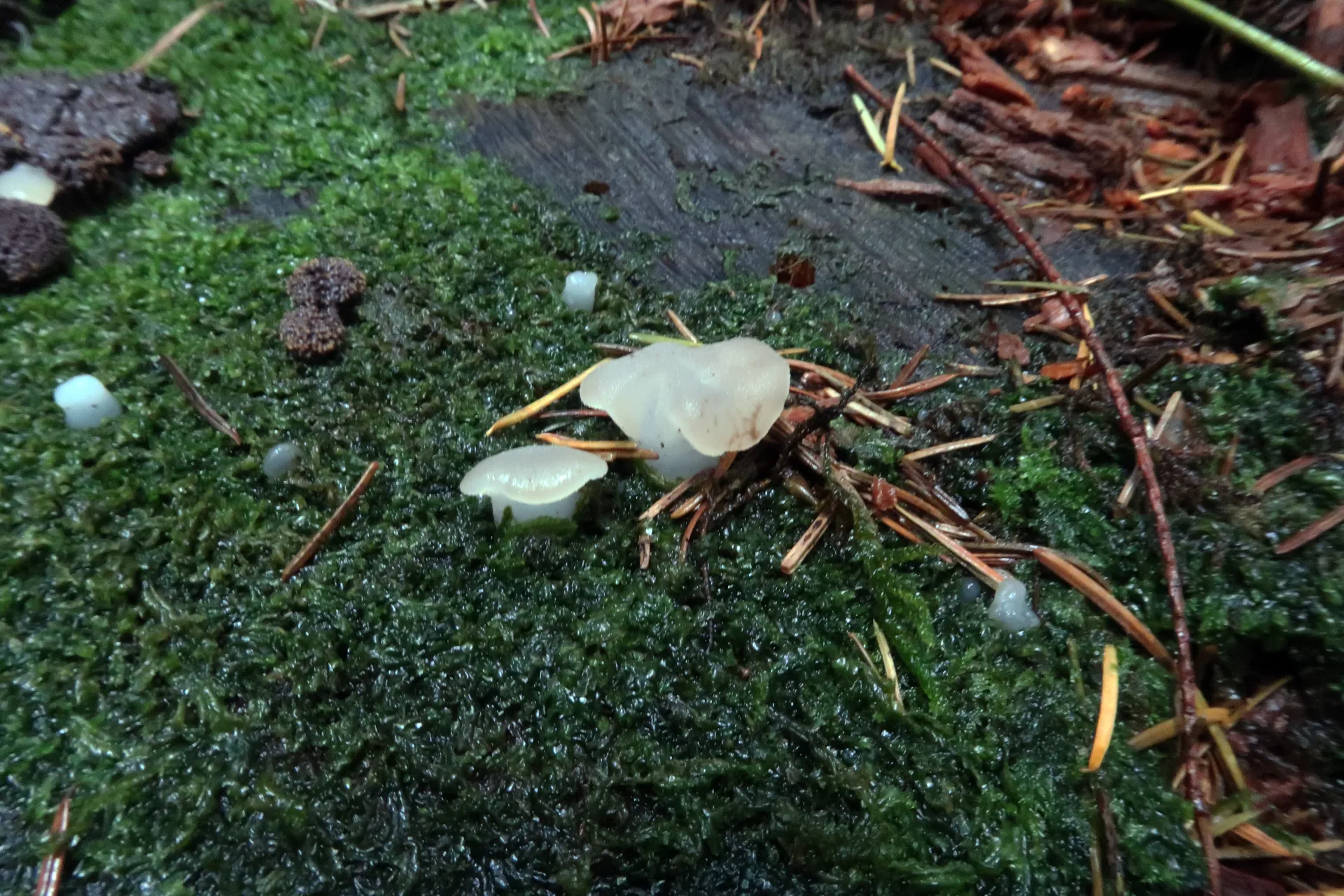 Pseudohydnum gelatinosum - 1 - IMG_1849